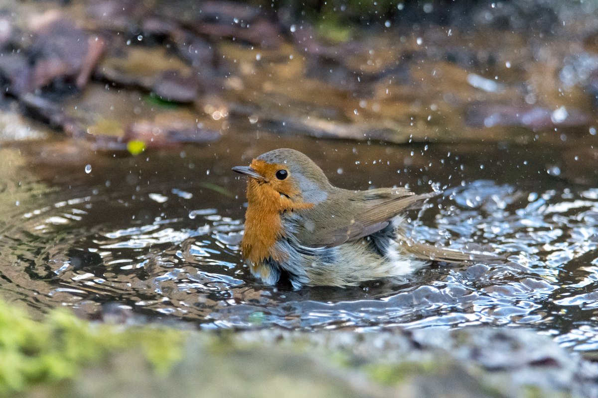 Robin in a bird bath 1200x800px